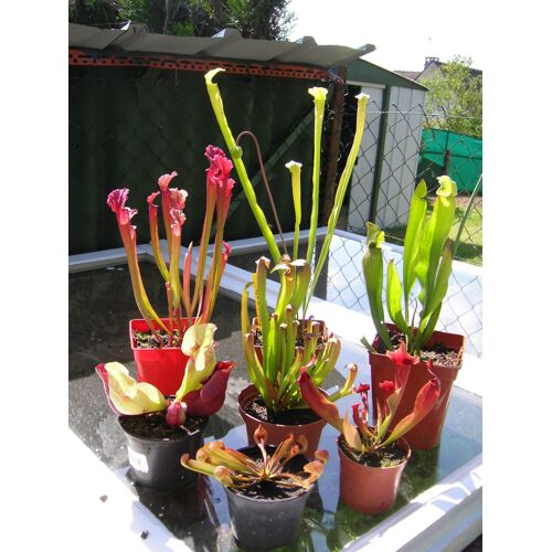 Mélange De 25 Graines De Sarracenia Plantes Carnivores