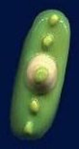 Fève Éclair Pistache - Série Les Éclairs (2015)