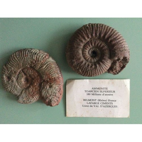 Ammonite Toarcien Supérieur (180 Millions D'années)