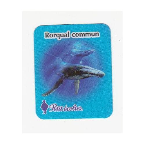 Magnet Petit Écolier Lu  Le Rorqual Commun