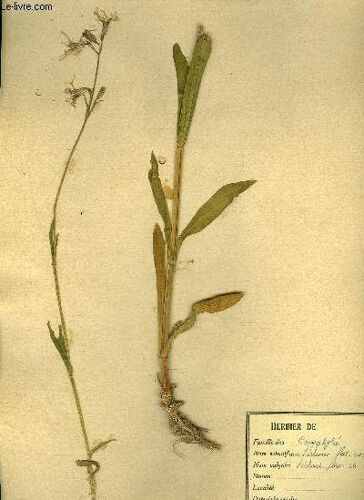 Herbier Naturel - 140 Planches