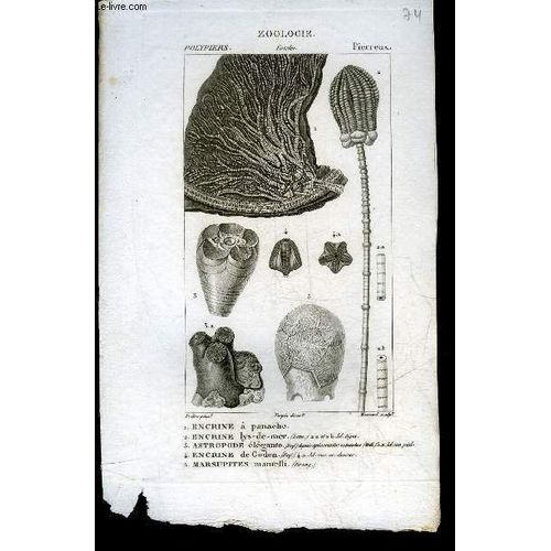52 Planches Zoologie