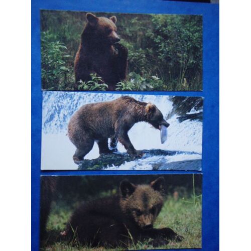 Lot De 3 Photos:"L'ourson Brun"N°284,"Un Omnivore L'ours°N 356   Et " L'ours Brun :Se Nourrir"N°356.