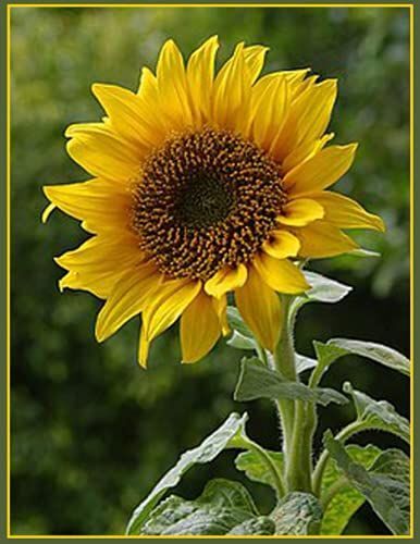 Real Sunflower Notebook: Notebook For Girls And Boys And Kids And Adults | Wide Ruled | 120 Pages