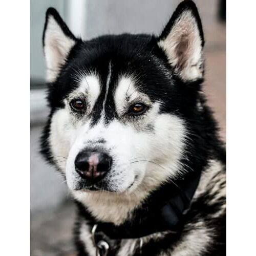 Manly Husky Dog Lined 120 Page Composition Notebook (Journal) For School And Work: 7.44" X 9.69" ( B5) College Ruled (7.44" X 9.69" ( B5) Animal Notebooks By Humble Cat)