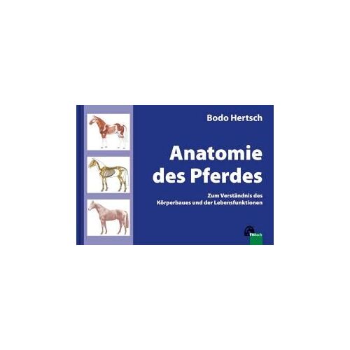 Anatomie Des Pferdes