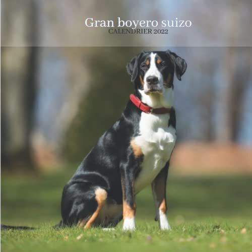 Gran Boyero Suizo Calendrier 2022: Calendrier 2022 8.5''x8.5'' - Cadeaux Pour La Famille Et Les Amis