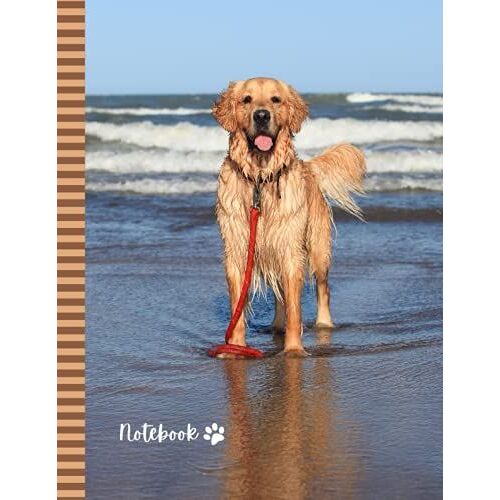 Notebook: Large 8.5x11 Composition Journal / 100 Sheets (200 Pages) / College Ruled Diary - Blank Numbered Pages / Golden Labrador Retriever Dog - ... Taking Gift For Home-School - Work - Writing