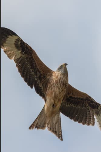 Notebook: Red Kite Mini Journal