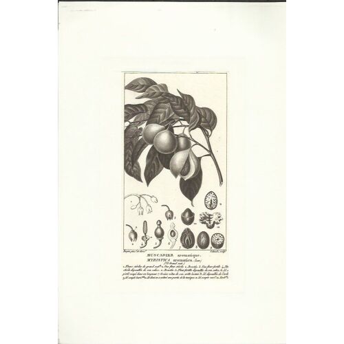 Gravure  Sur Acier Xixe /  Botanique / Muscadier Aromatique