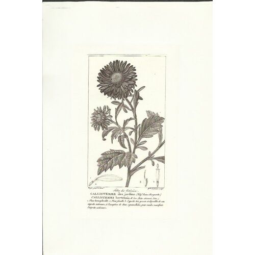 Gravure Sur Acier Xixe / Botanique / Callistemme Des Jardins