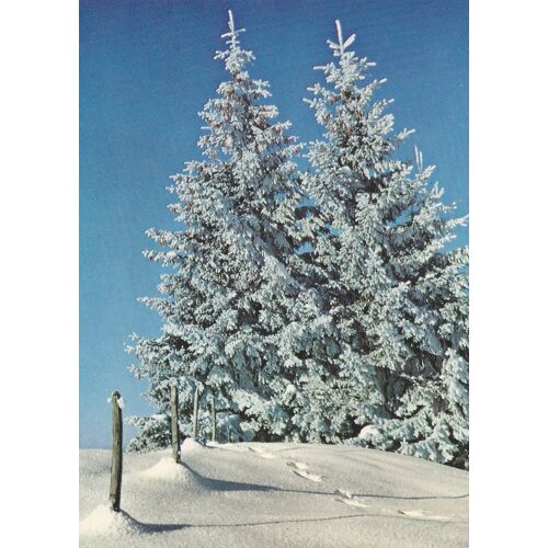 Sapins Sous La Neige