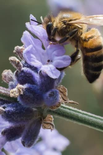 Bee On Lavender Note Pad 120 Lined Pages 6 X 9": Elegant Photograph Of Bee And Flower. Bee Gift For Bee Lovers, Bee Journal For Kids & Adults, (6"X9" , 120 Pages Ruled Paper).