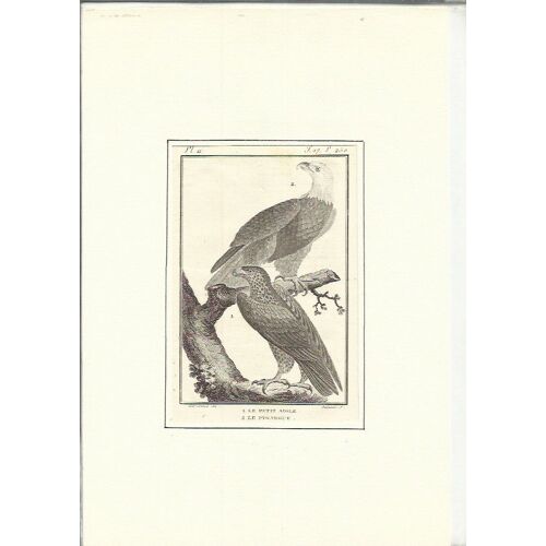 Gravure Au Burin Xviiie-Début Xixe/ Le Petit Aigle/ Le Pygargue