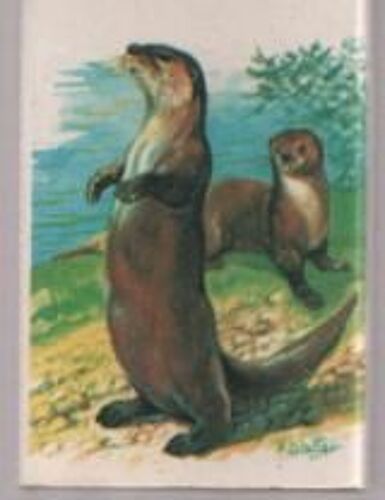Petite Boîte D'allumettes Wwf Loutre