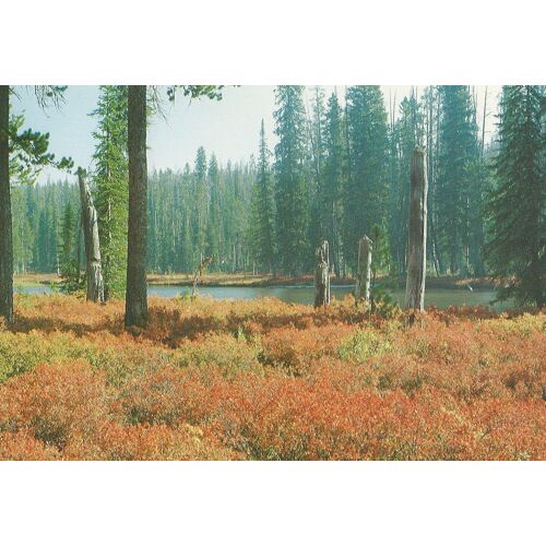 Yellowstone National Park - Autumn Along The Lewis River