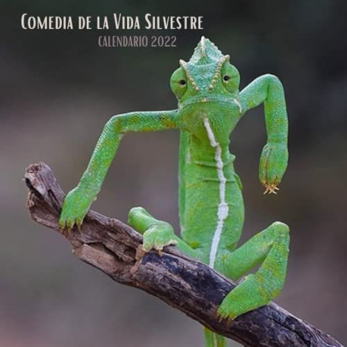 Comedia De La Vida Silvestre Calendario 2022: Calendario 2022 8.5''x8.5'' - Regalos Para Familiares Y Amigas Amigos - Animales Divertidos