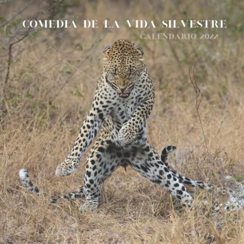 Comedia De La Vida Silvestre Calendario 2022: Calendario 2022 8.5''x8.5'' - Regalos Para Familiares Y Amigas Amigos - Animales Divertidos