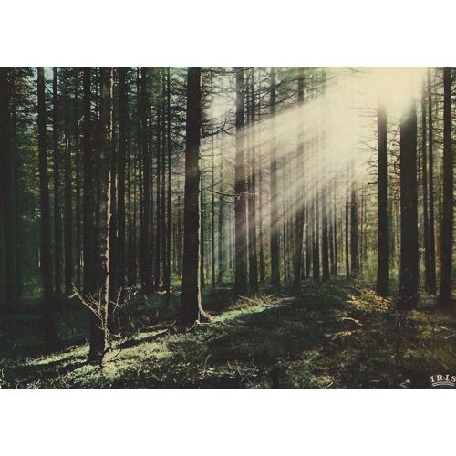Rayons Sous Les Sapins (Vosges)