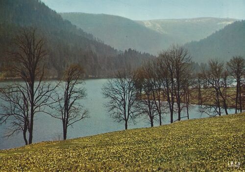 Champ De Jonquilles Au Bord Du Lac De Longemer (Vosges)