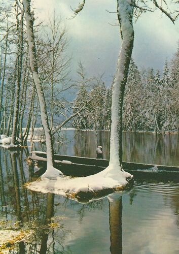 Les Rives Du Lac De Longemer (Vosges)