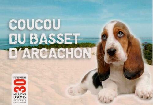 Carte Postale "Coucou Du Basset D'arcachon"30 Millions D'amis