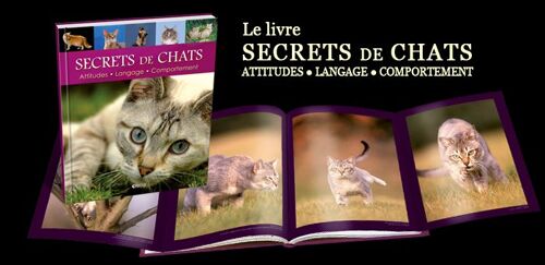 Secrets De Chats