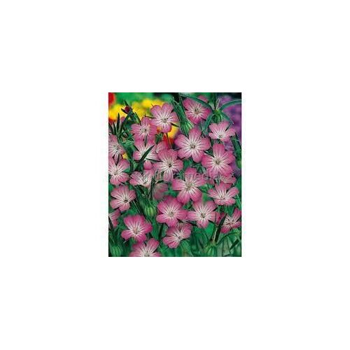 Coquelourdes Roses, 100 Graines