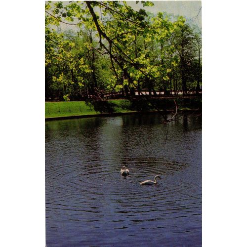 Carte Postale Cygnes Sur Un Lac