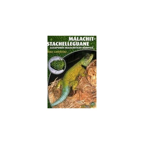Malachit-Stachelleguane