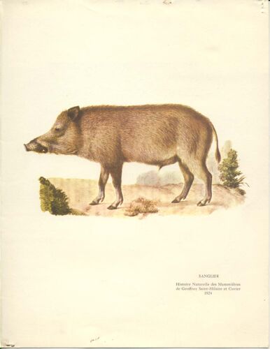 Sanglier (Histoire Naturelle Des Mammifères De Geoffroy Saint-Hilaire Et Cuvier, 1824)