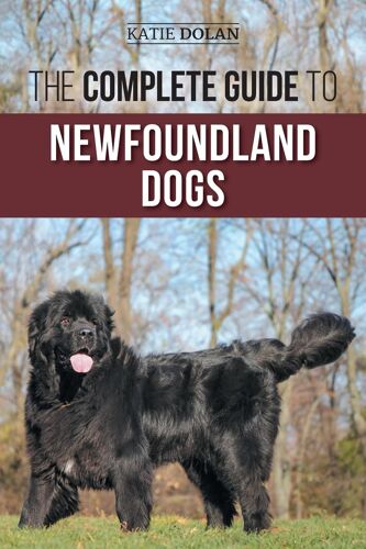 The Complete Guide To Newfoundland Dogs
