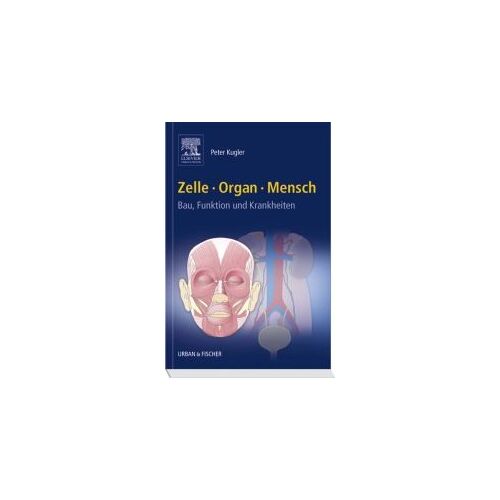 Zelle Organ Mensch