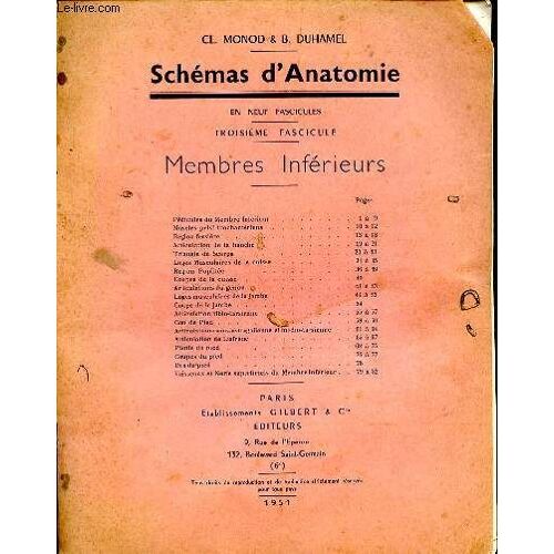 Schémas D Anatomie Membres Inférieurs Troisième Fascicule Sommaire: Triangle De Scarpa; Coupes D Ela Cuisse; Articulation Tibio-Tarsienne; Plante Du Pied ...