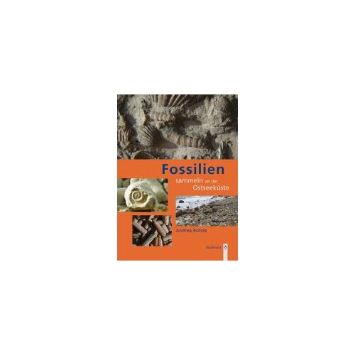 Fossilien Sammeln An Der Ostseeküste