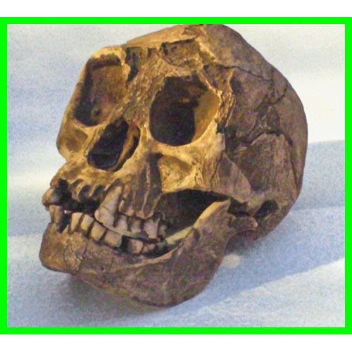 Reproduction Fossile Crane Homo De Flores Homo Floresiensis