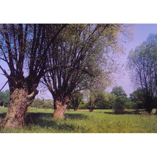 Carte Postale Pour Que Vivent Nos Saules Tetards