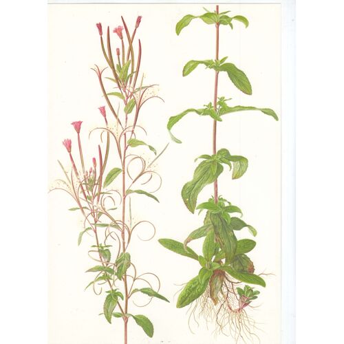 Flore Sauvage - Table D¿Adventices