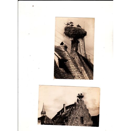 Cigognes Et Cigognots Obernai Charles J