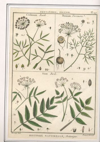 Bacile, Terrenoix, Berle Gravure Xviiie Siècle