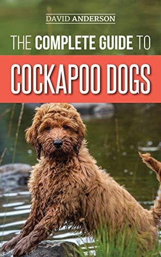The Complete Guide To Cockapoo Dogs