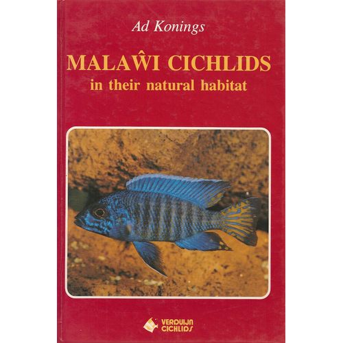 Malawi Cichlids In Their Natural Habitat