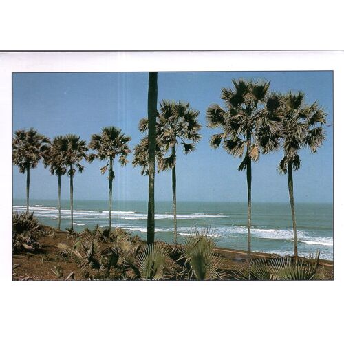 Carte Postale Du Sénégal : Au Bord De L' Océan