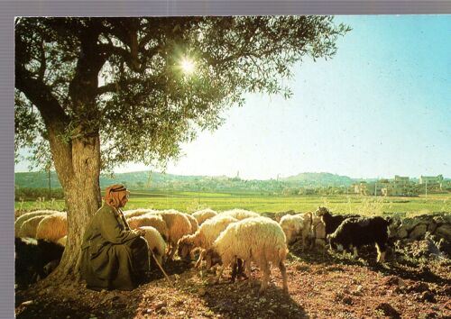 Carte Postale De Bethléem (Israël) Le Berger Avec Son Troupeau Dans Le Champ Des Bergers