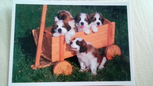 Carte Postale Chiots Du Saint-Bernard Dans Le Jardin Du Musée De Martigny