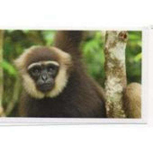 Carte Auchan Jungle Mania N° 143 Gibbon Agile