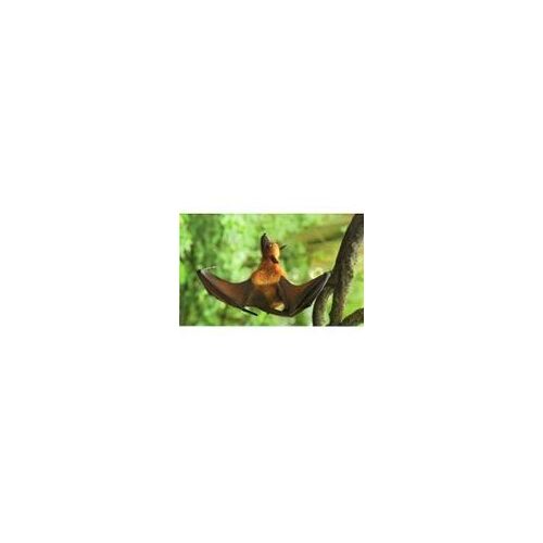 Carte Auchan Jungle Mania N° 149 Roussette De Malaisie