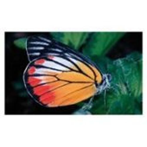 Carte Auchan Jungle Mania N° 163 Papillon Peride