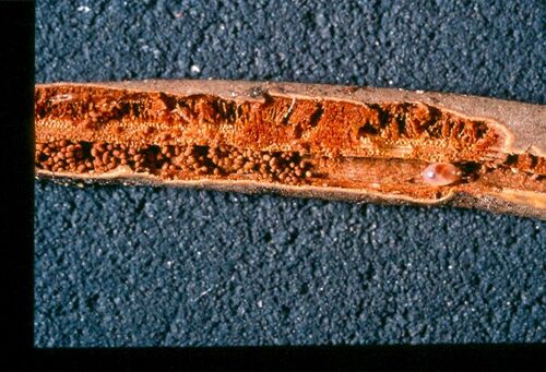 Les Acariens Oribates