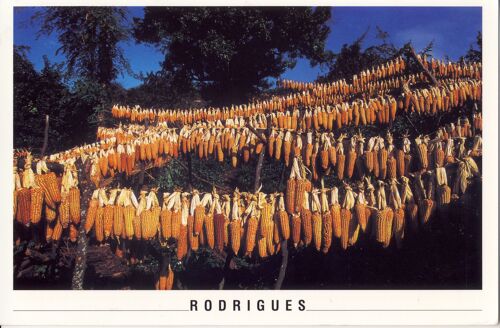 Rodrigues, Île Maurice, Maïs À Anse Quitor